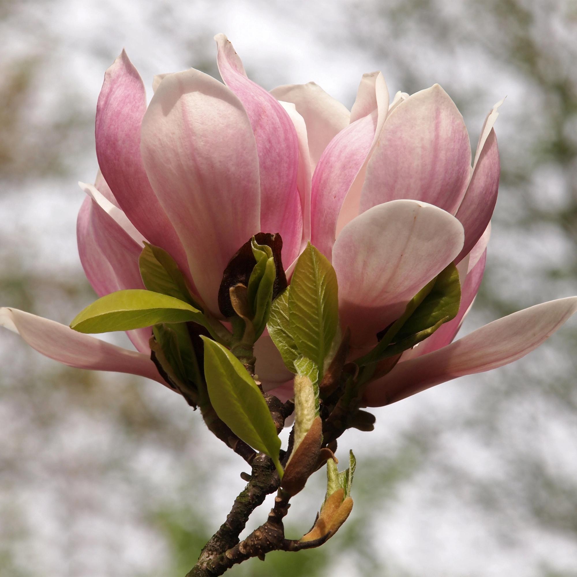 green-guardia-unsere-pflanzen-magnolia-soulangiana-17-cm-topf-hellrosa image 3