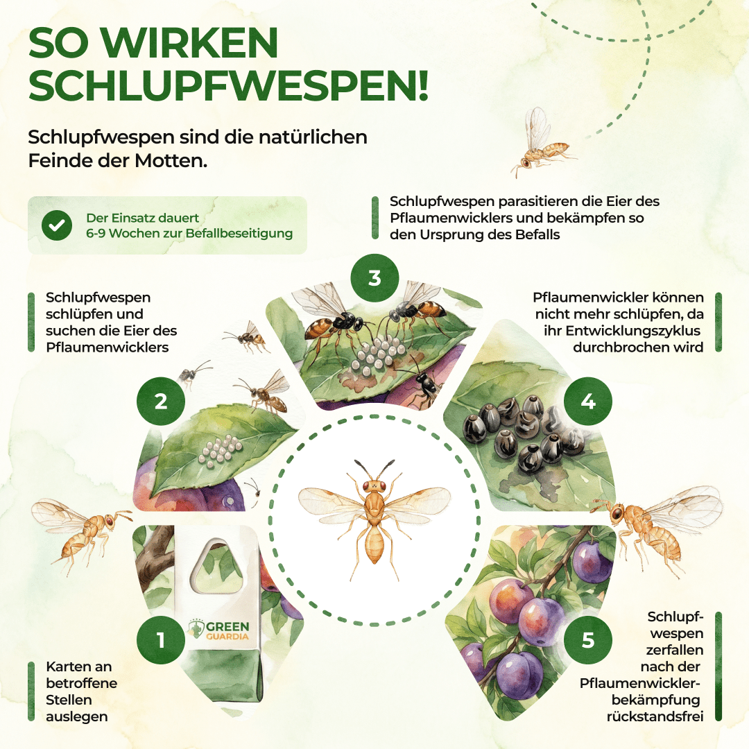 green-guardia-schlupfwespen-gegen-pflaumenwickler-3-karten-n-tzlinge image 2