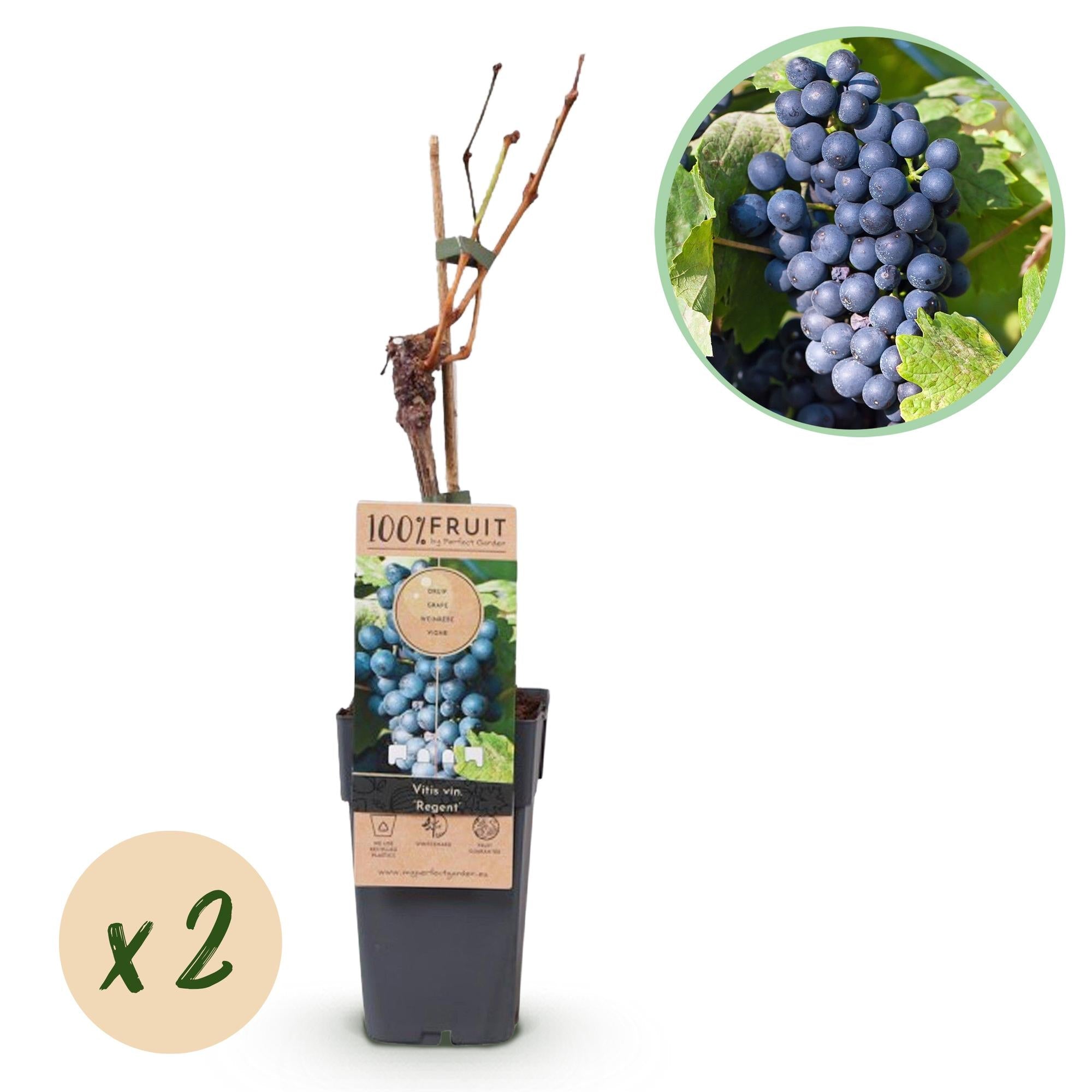 green-guardia-regent-blaue-traube-obstpflanze-2er-set-15cm image 1