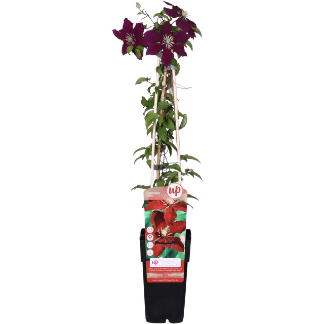 green-guardia-clematis-niobe-kletterpflanze-65-cm image 1