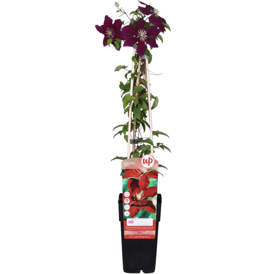 green-guardia-clematis-niobe-kletterpflanze-65-cm image 1