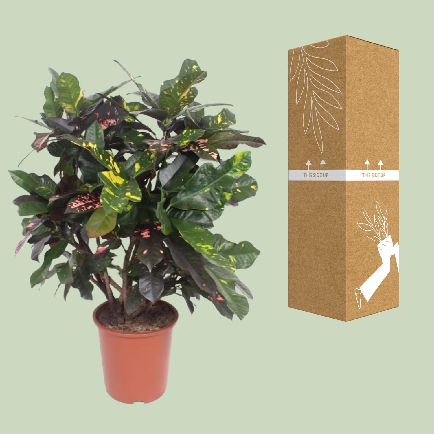 green-guardia-codiaeum-magnificent-croton-110-cm-27-cm-topf image 3