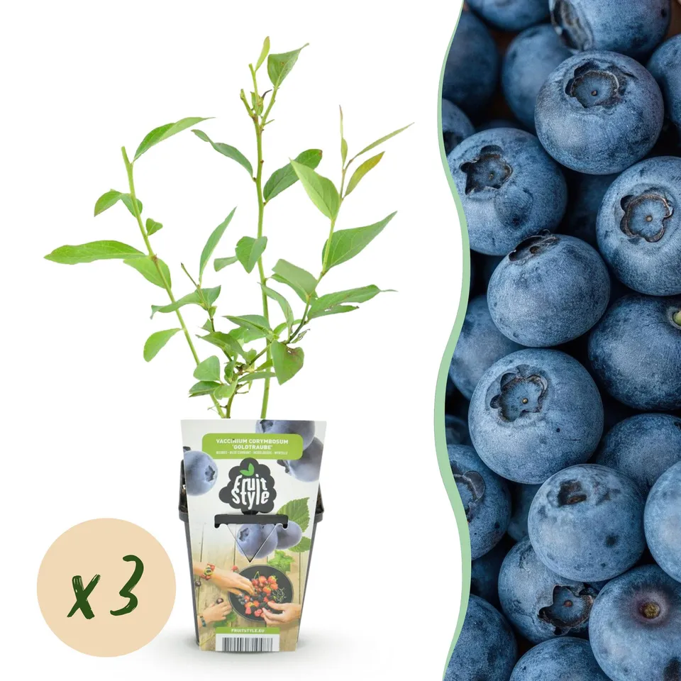 green-guardia-vaccinium-goldtraube-blaubeere-3-pflanzen image 1