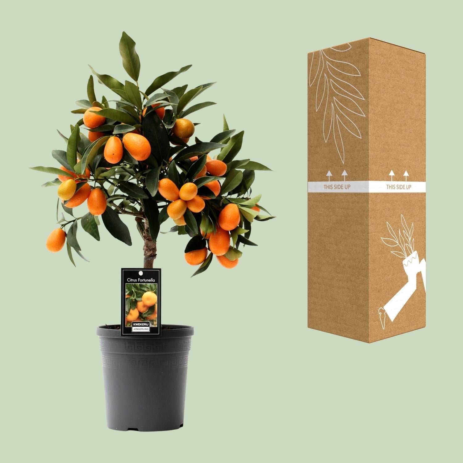 green-guardia-citrus-kumquat-pflanze-16cm-topf-45cm image 3