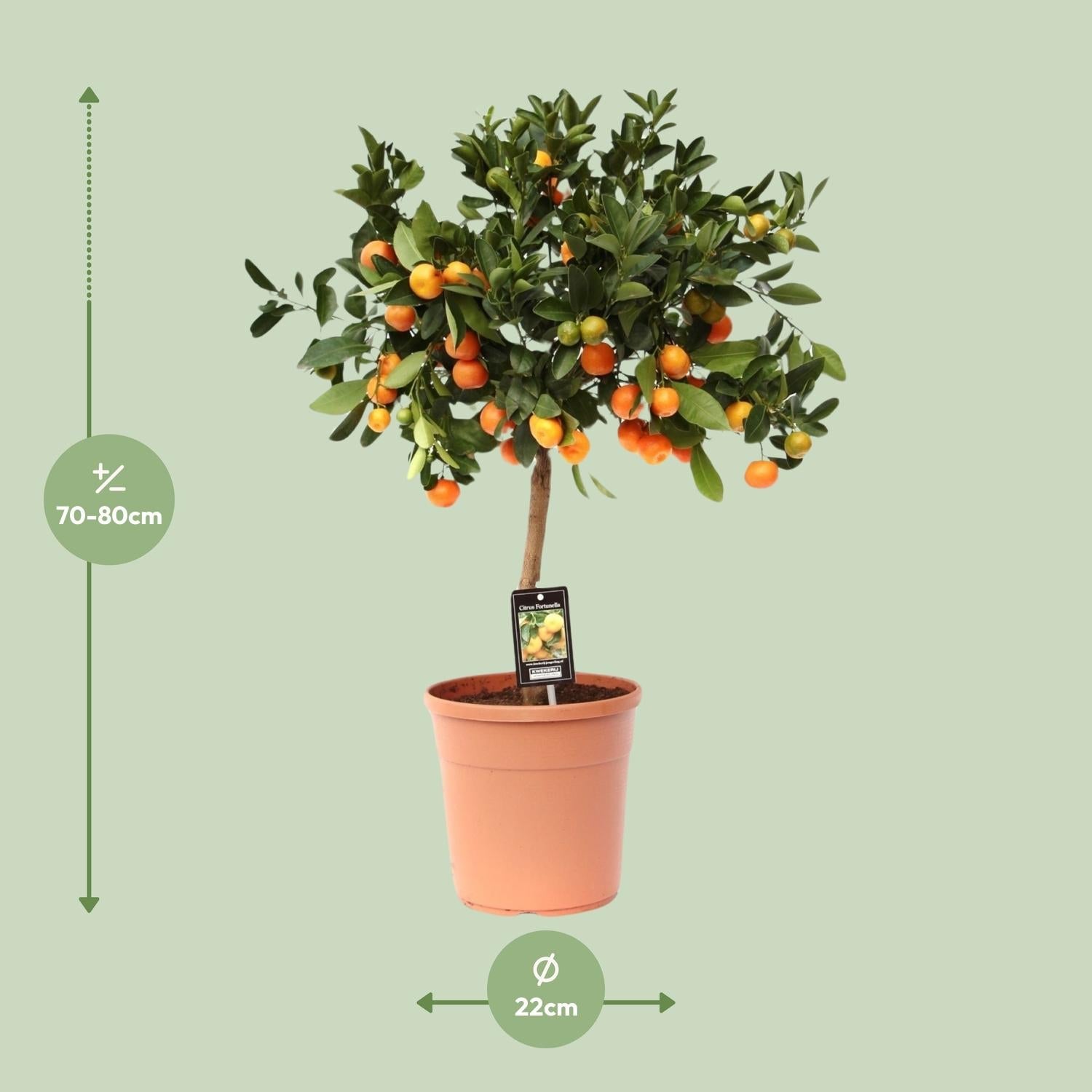 green-guardia-calamondin-orange-zitruspflanze-duftend-essbar image 5