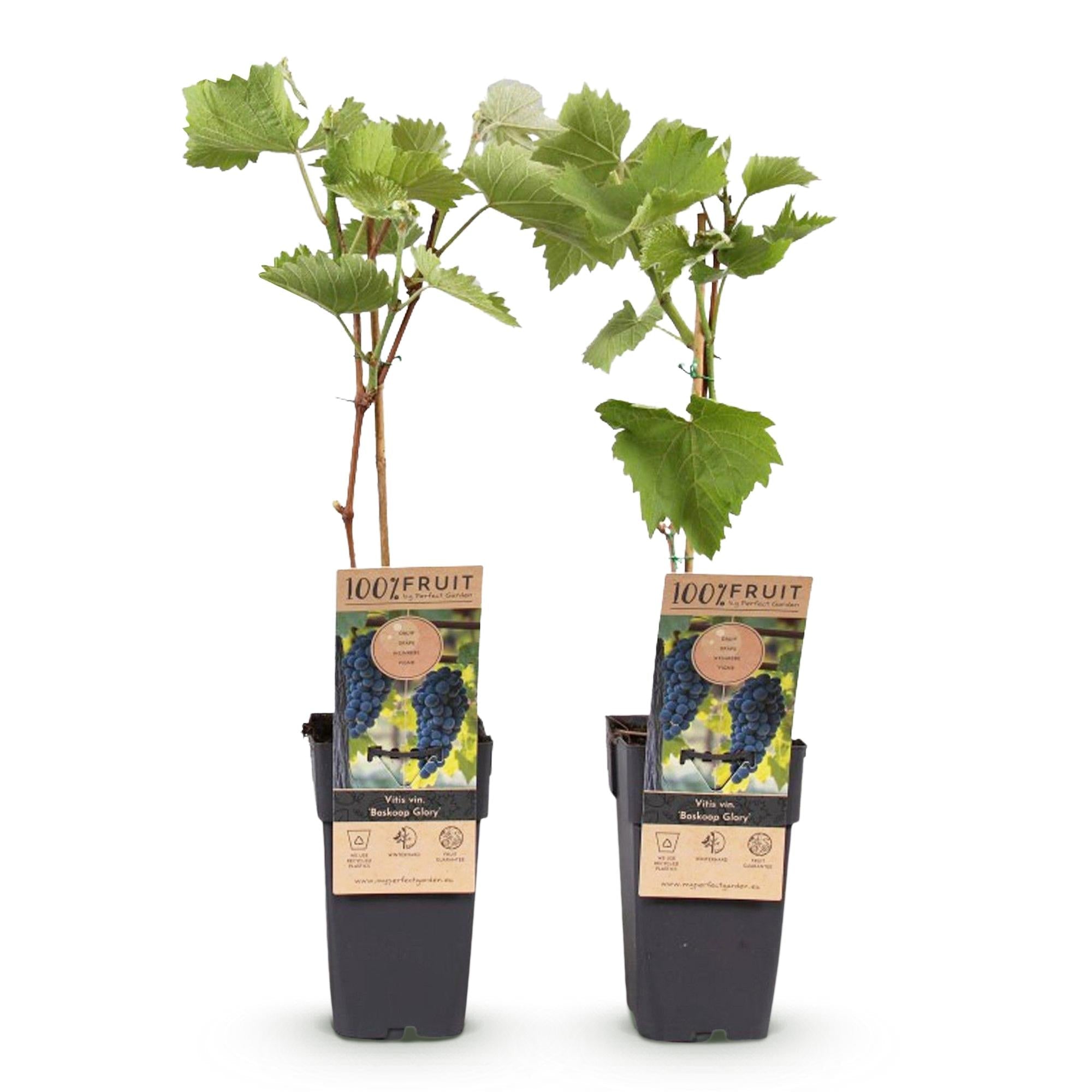 green-guardia-boskoop-glory-traube-blau-2er-set-50-cm image 3