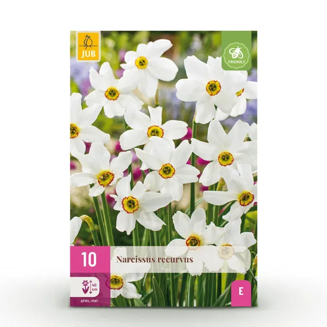 green-guardia-unsere-pflanzen-narcissus-recurvus-blumenzwiebeln-10-st-ck image 1