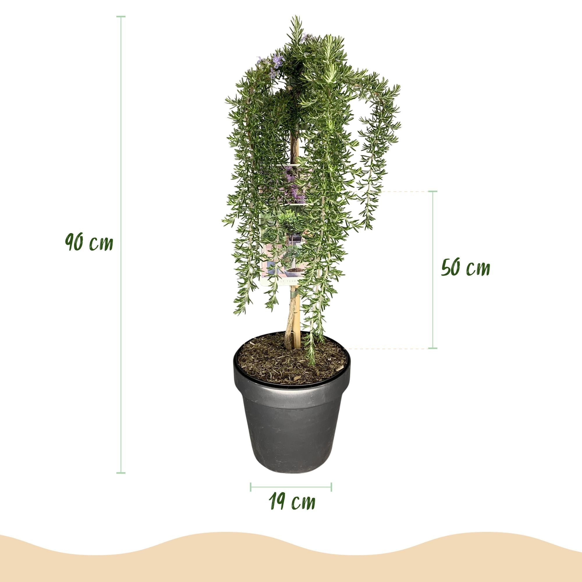green-guardia-rosmarinus-prostratus-stamm-pflanze-19cm-topf image 2