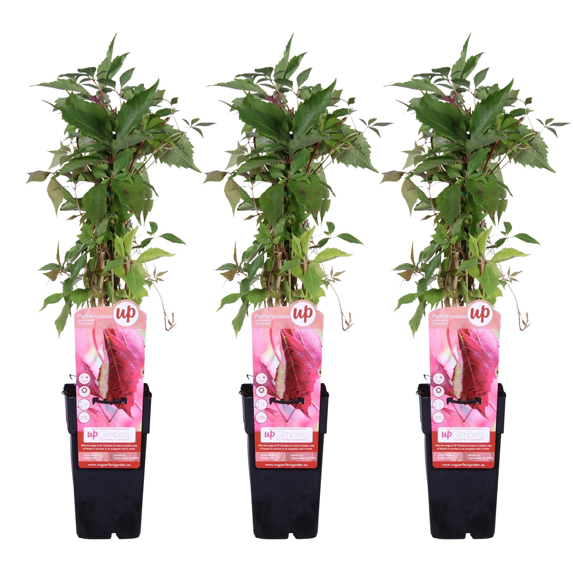 green-guardia-engelmannii-wilder-wein-kletterpflanze-65-cm-15-cm-topf image 7