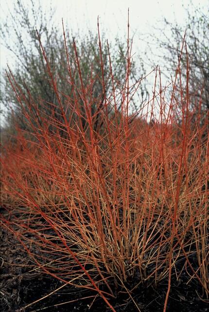 green-guardia-hartriegel-midwinter-fire-zierstrauch-9cm-topf image 4
