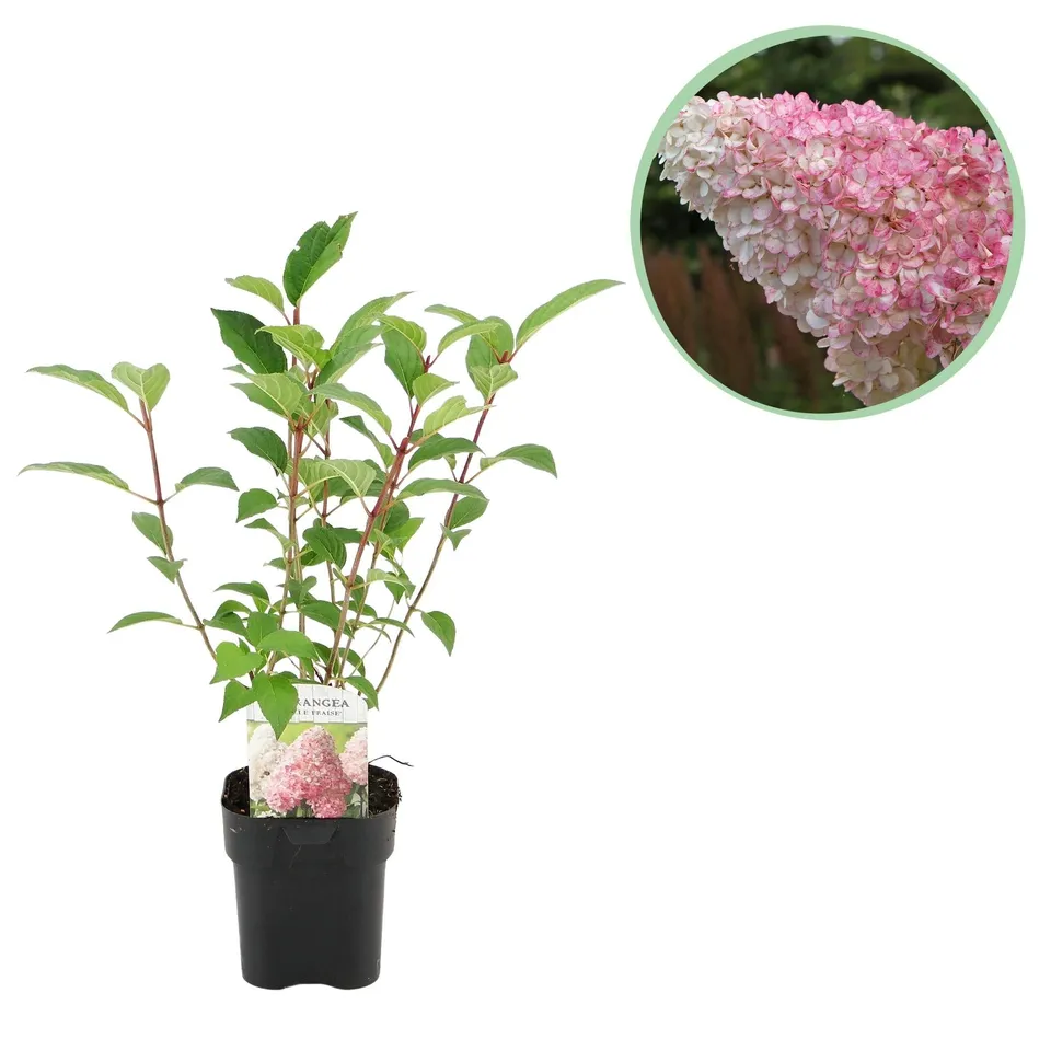 green-guardia-rispenhortensie-vanille-fraise-17cm-topf image 1