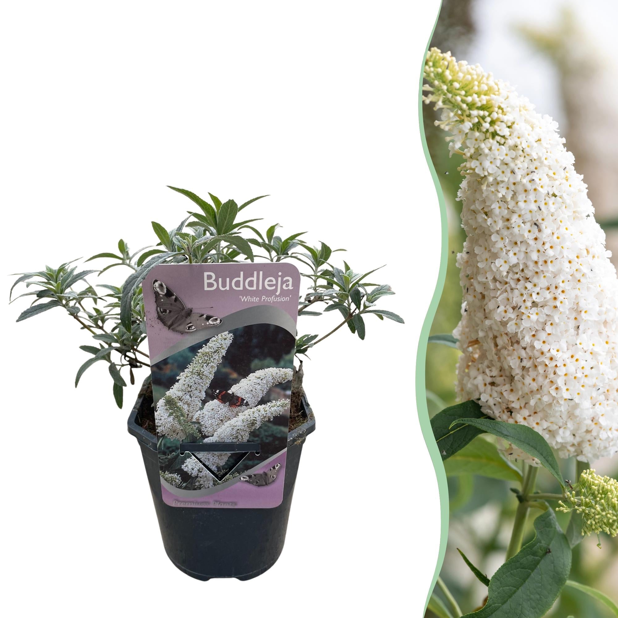 green-guardia-white-profusion-schmetterlingsstrauch-25cm image 1