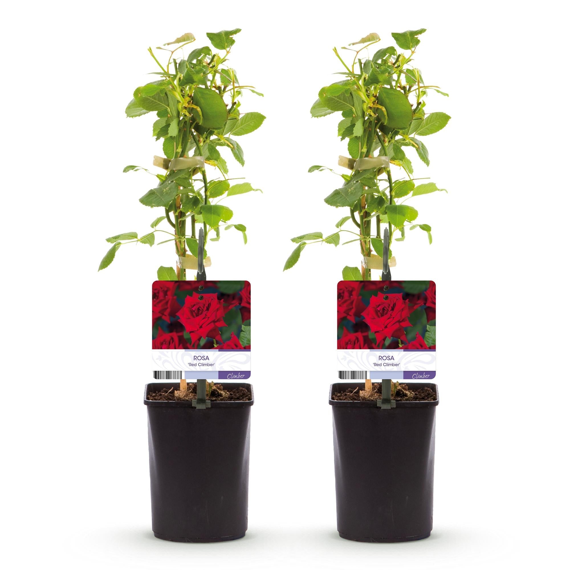 green-guardia-unsere-pflanzen-kletterrose-red-climber-2-pflanzen-rot image 3
