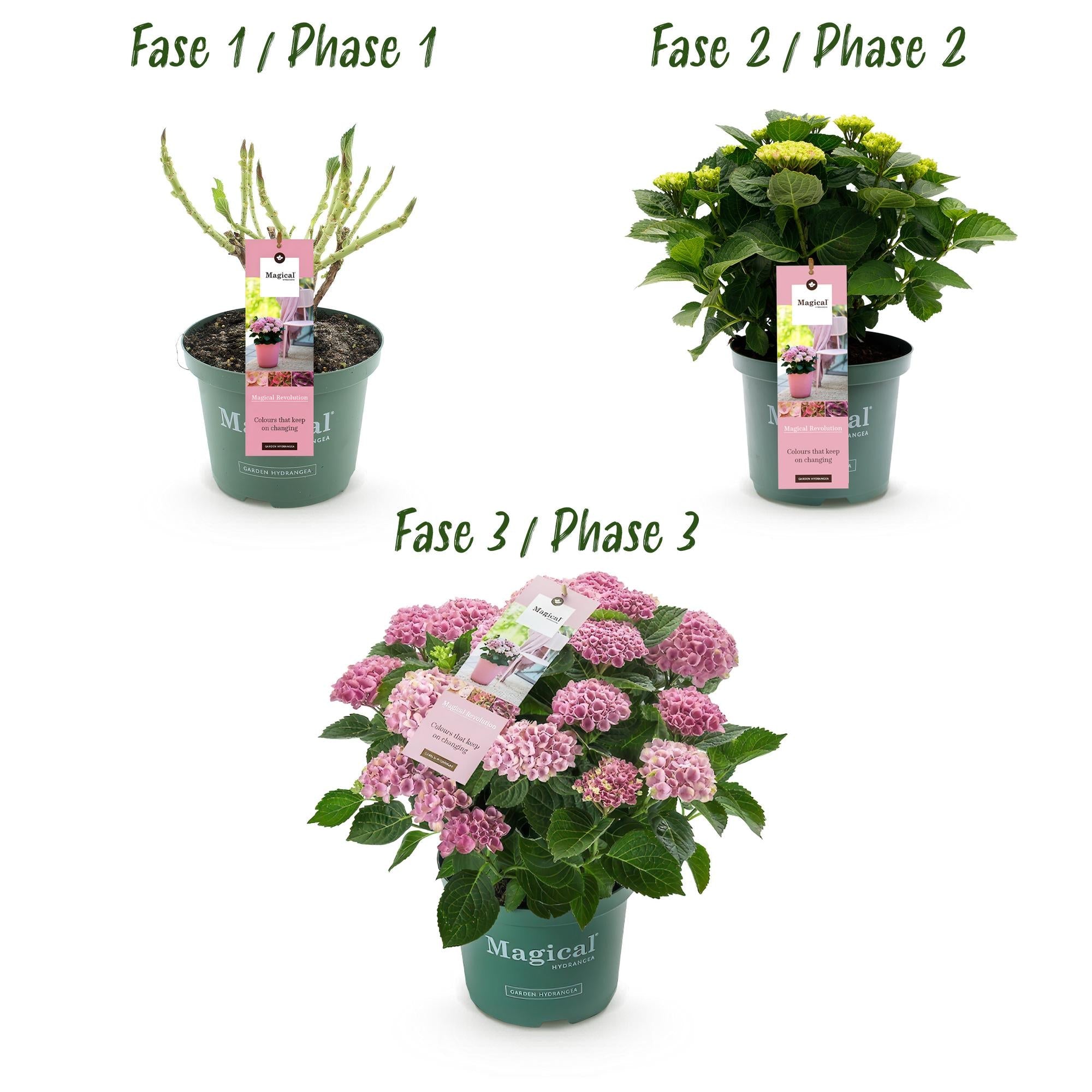 green-guardia-magical-revolution-hortensie-pink-55-cm image 3