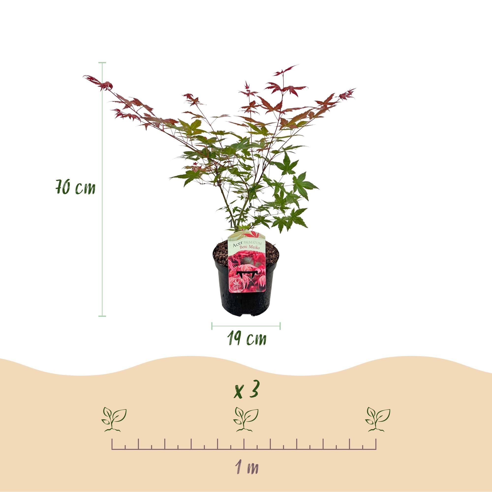 green-guardia-unsere-pflanzen-acer-beni-maiko-ahorn-70cm-rot image 2