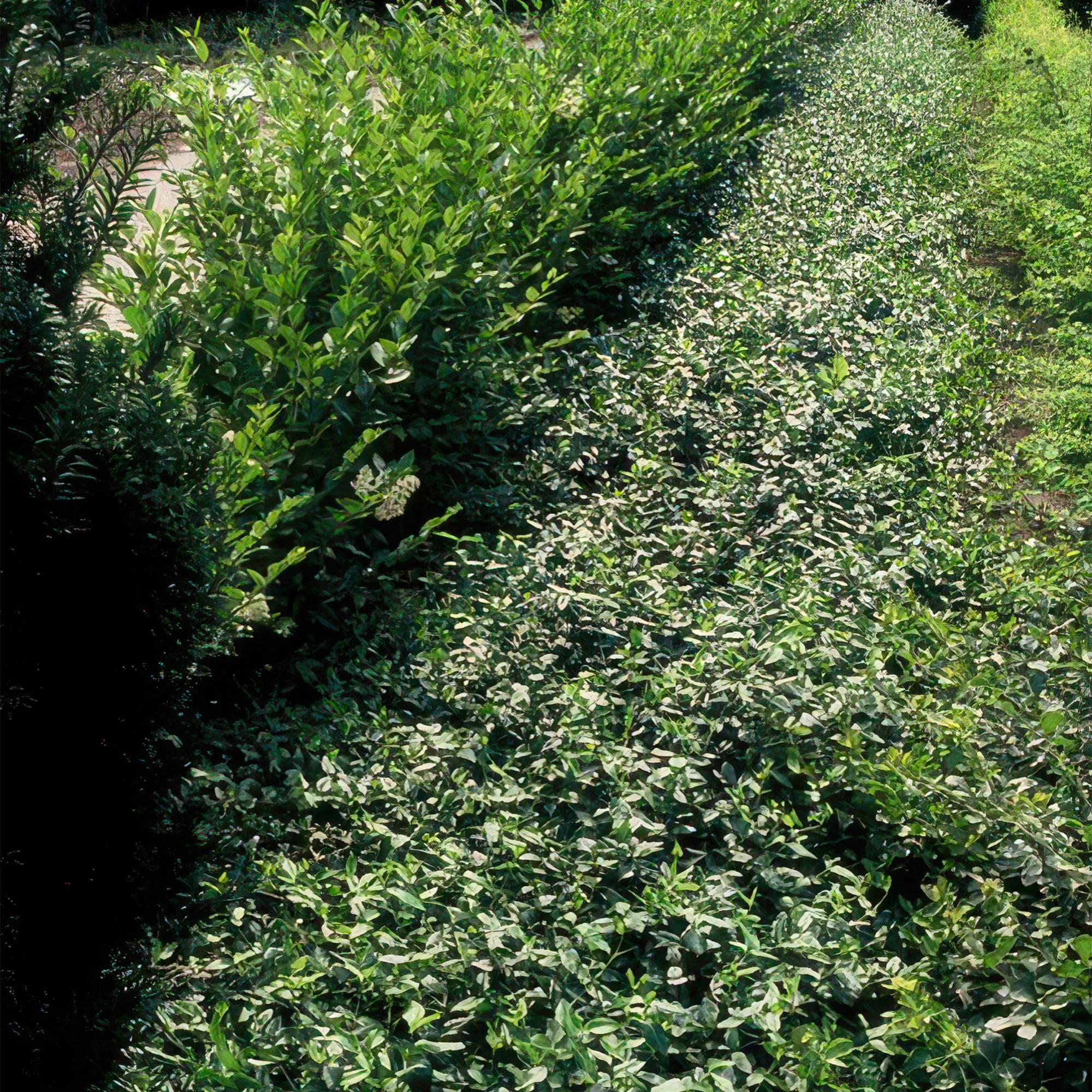 green-guardia-unsere-pflanzen-spindelstrauch-radicans-6-st-ck image 5