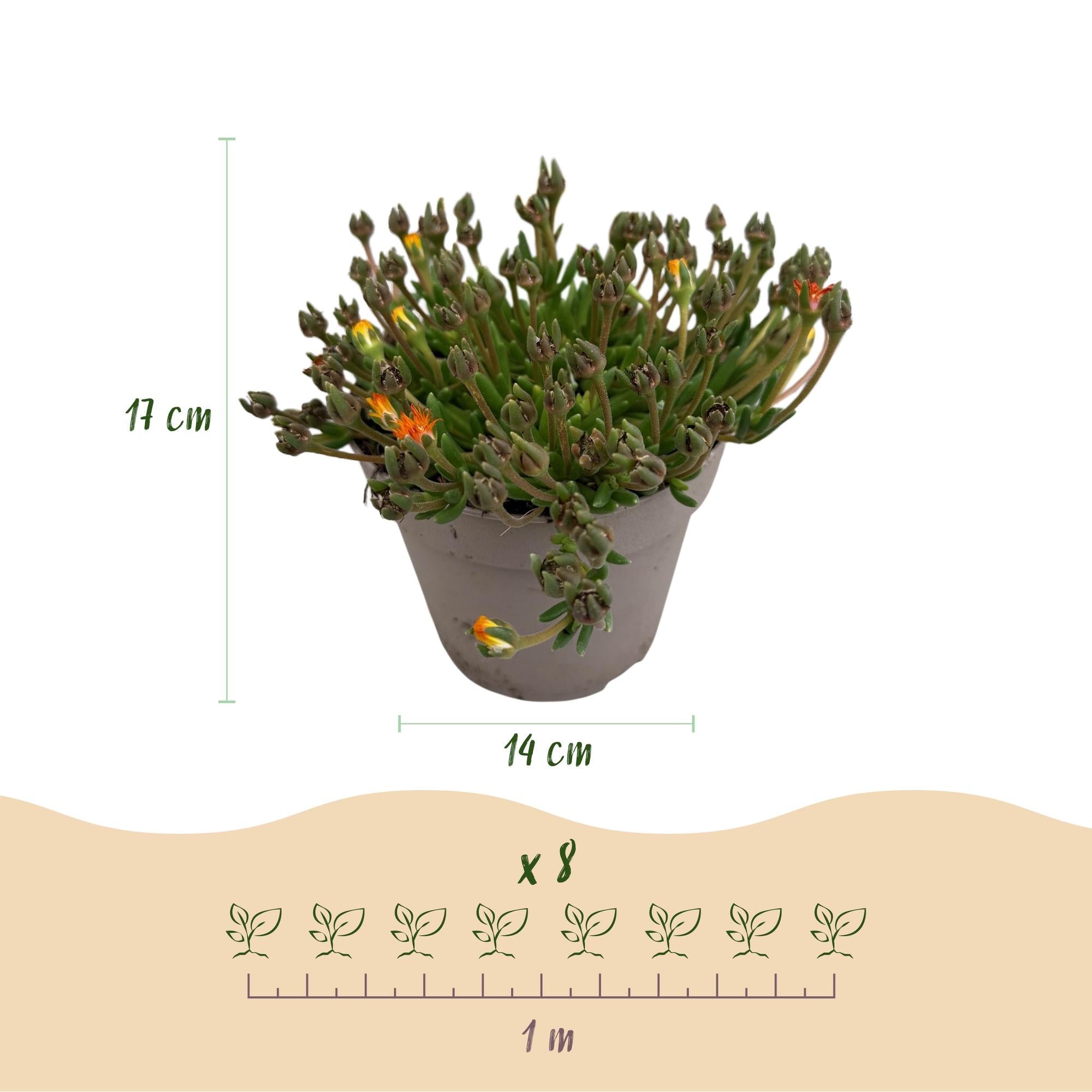 green-guardia-delosperma-jewel-bodendecker-4-pflanzen-14cm image 2