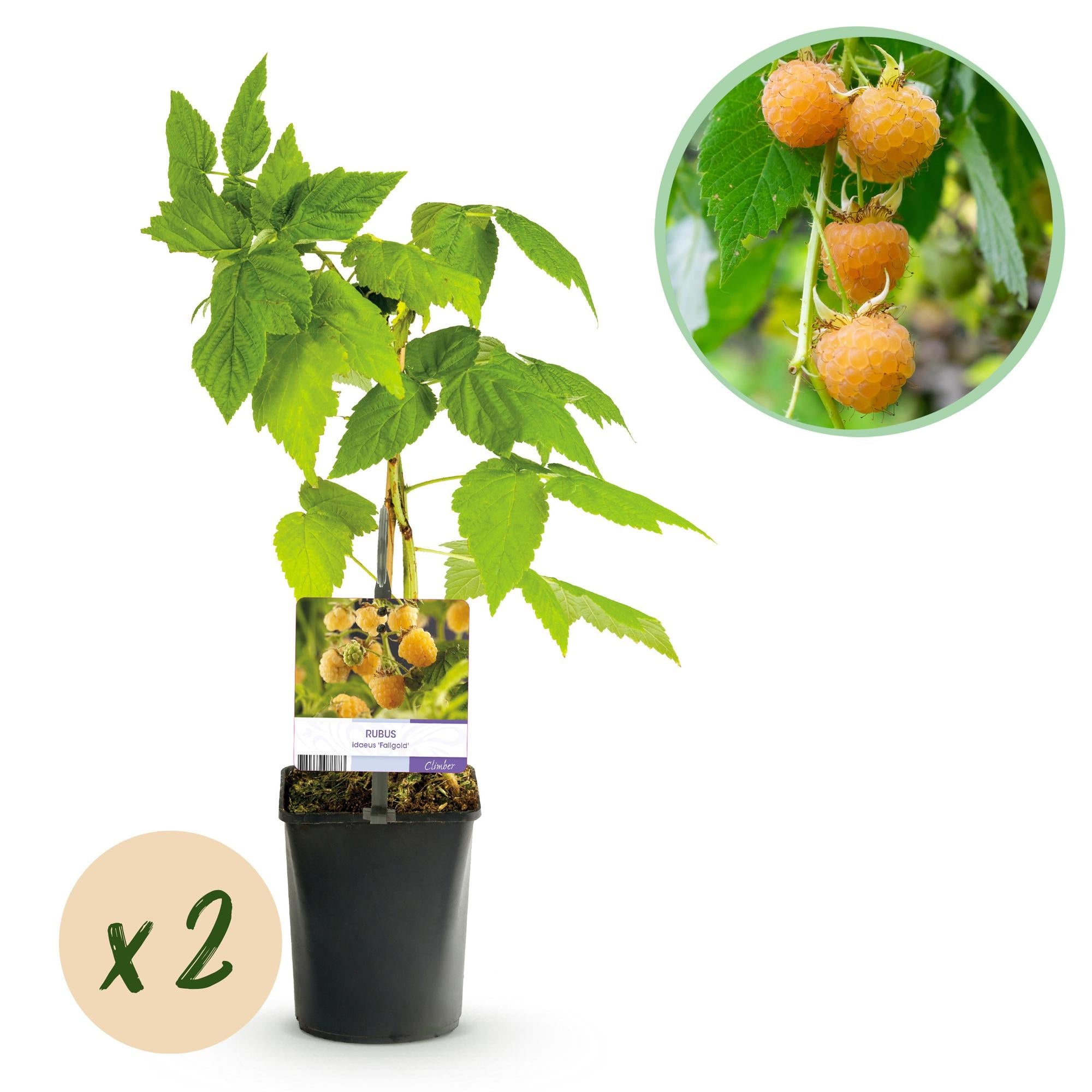 green-guardia-fallgold-himbeere-gelb-2-pflanzen-11cm-s image 1