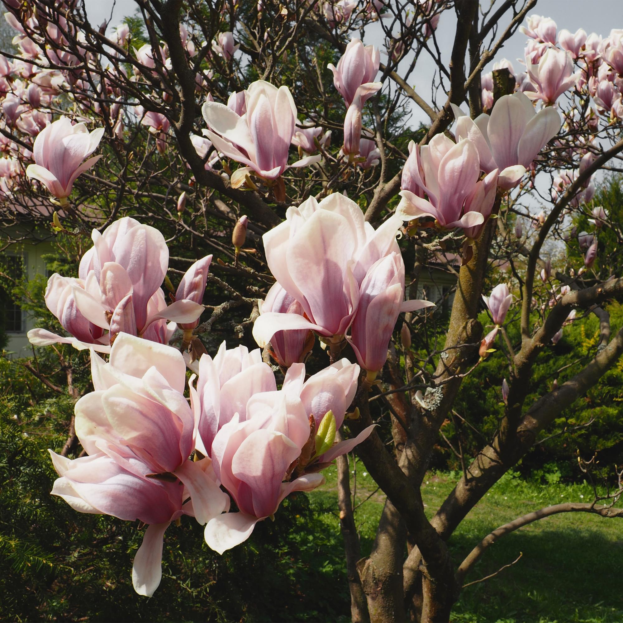 green-guardia-unsere-pflanzen-magnolia-soulangiana-17-cm-topf-hellrosa image 4