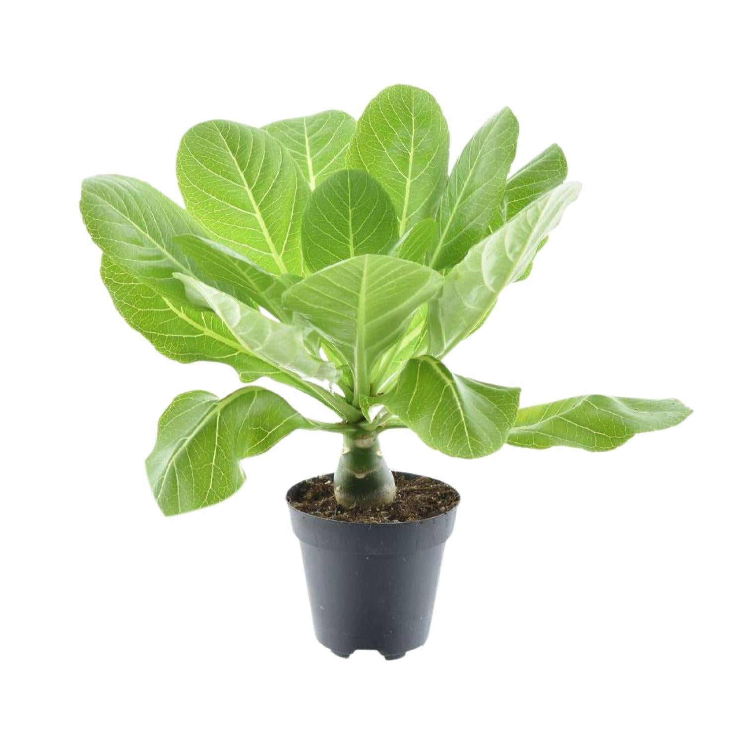 green-guardia-hawaii-palm-zimmerpflanze-12cm-topf-37cm-selten image 2