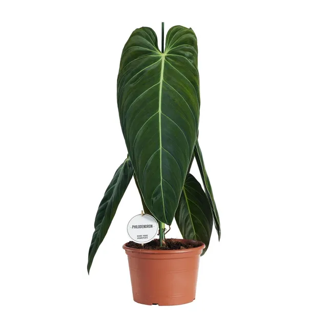 green-guardia-philodendron-melanochrysum-75-cm-21-cm-topf image 1