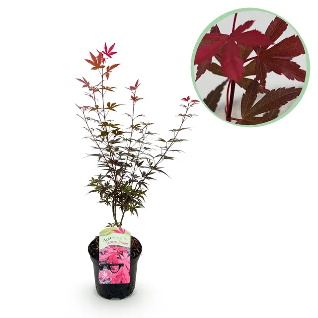 green-guardia-unsere-pflanzen-acer-skeeter-s-broom-ahorn-70cm-lila image 1