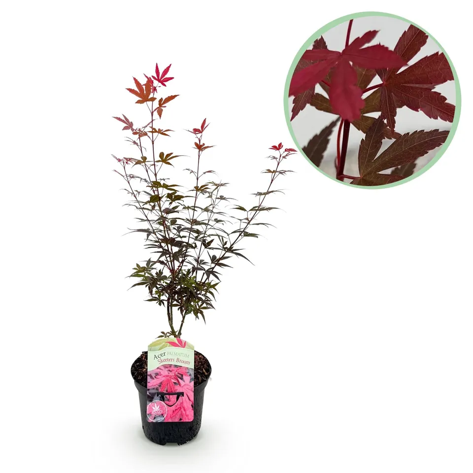 green-guardia-unsere-pflanzen-acer-skeeter-s-broom-ahorn-70cm-lila image 1