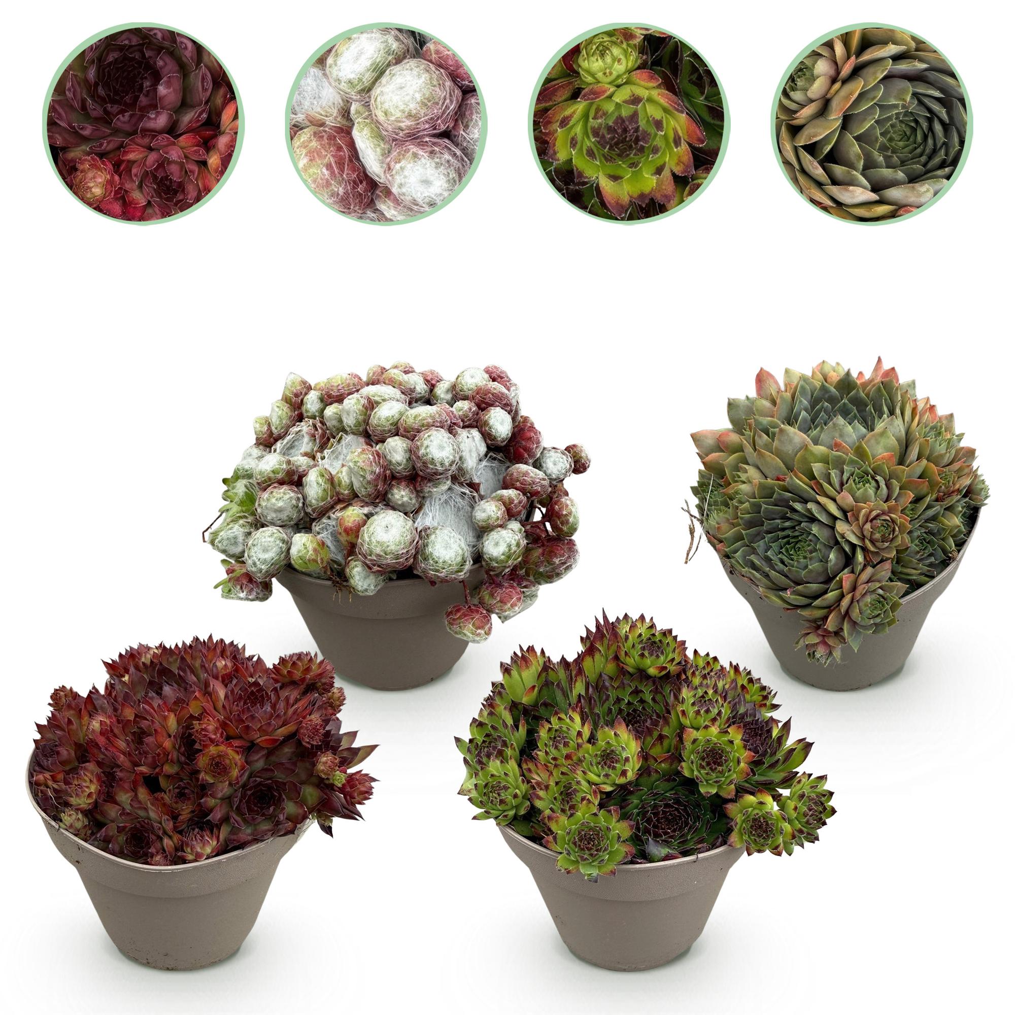 green-guardia-big-sam-hauswurz-mix-4-pflanzen-14-cm-topf image 1