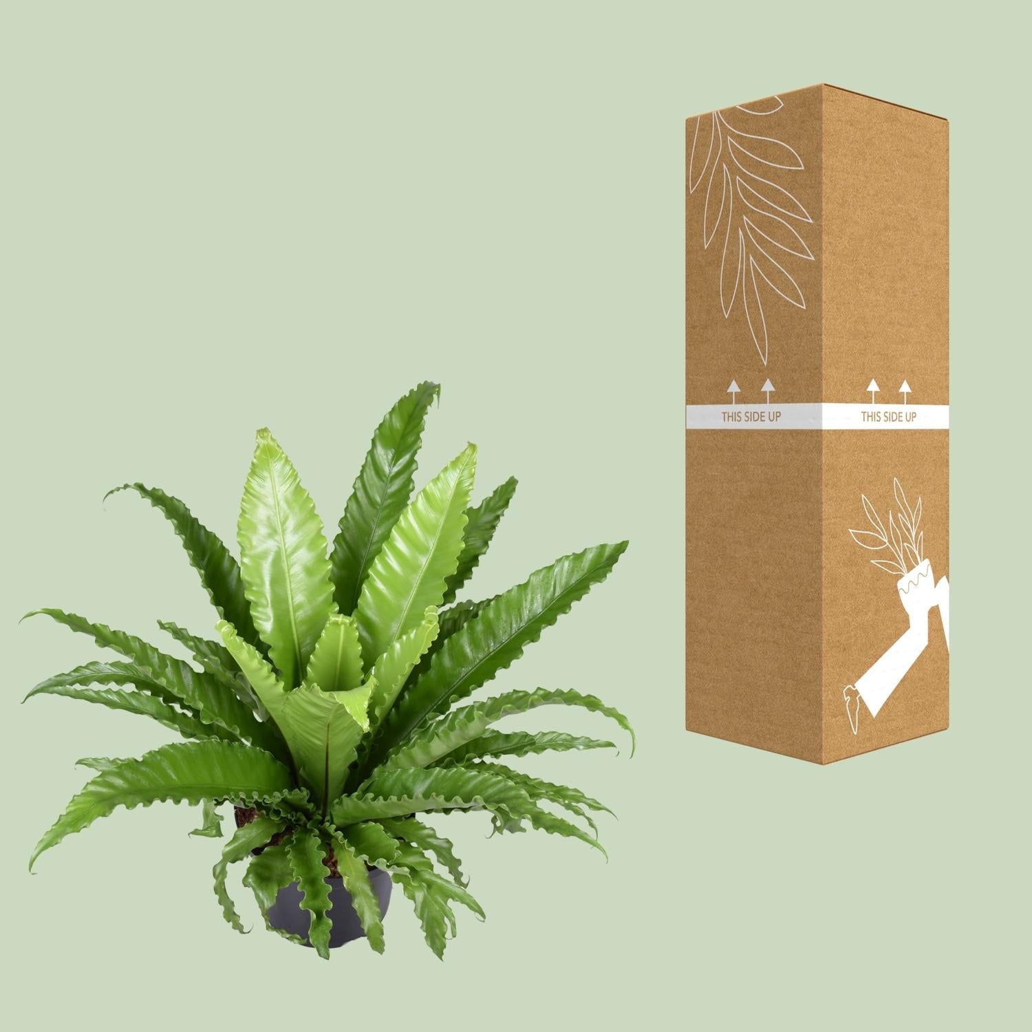 green-guardia-asplenium-osaka-nestfarn-23cm-topf-60cm-pflegeleicht image 3