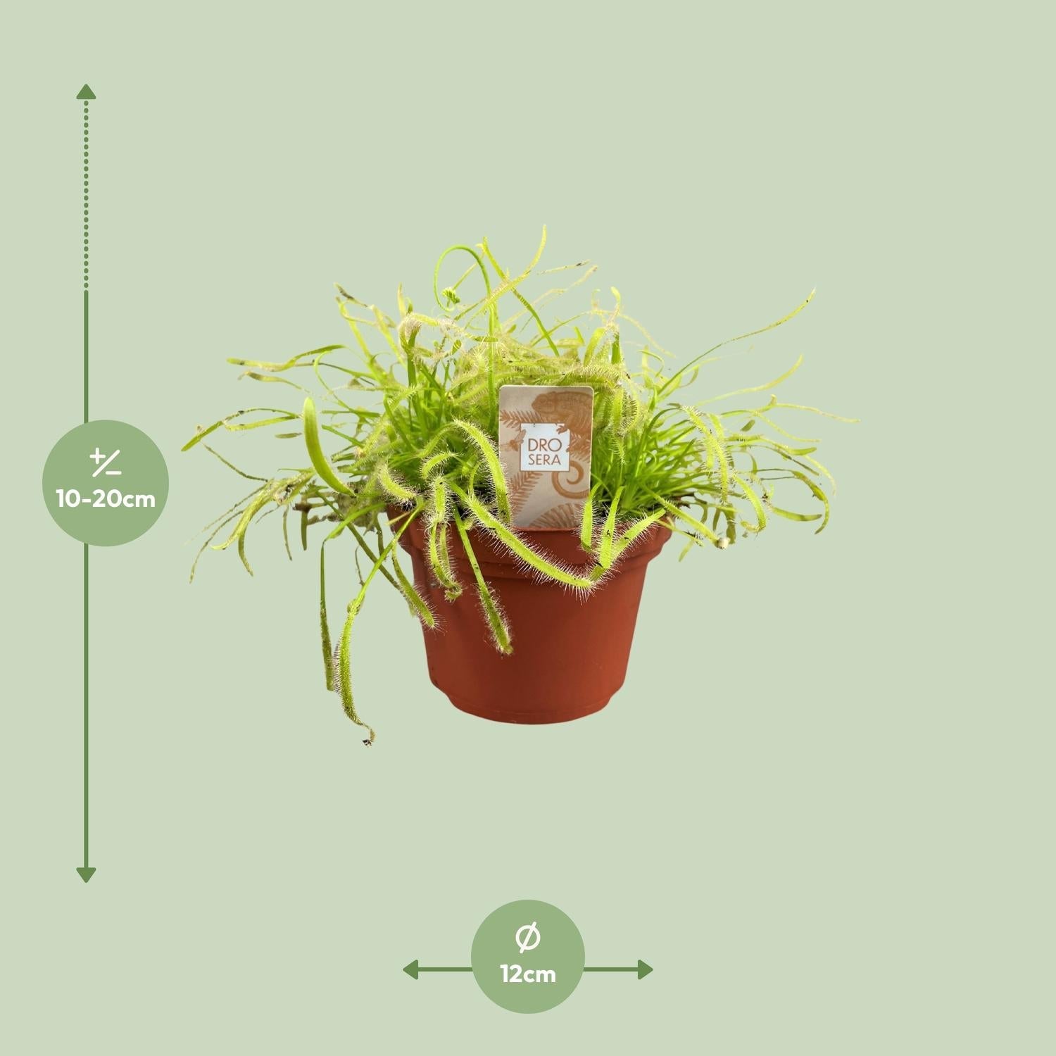 green-guardia-drosera-capensis-sonnentau-fleischfressende-pflanze-12cm image 2