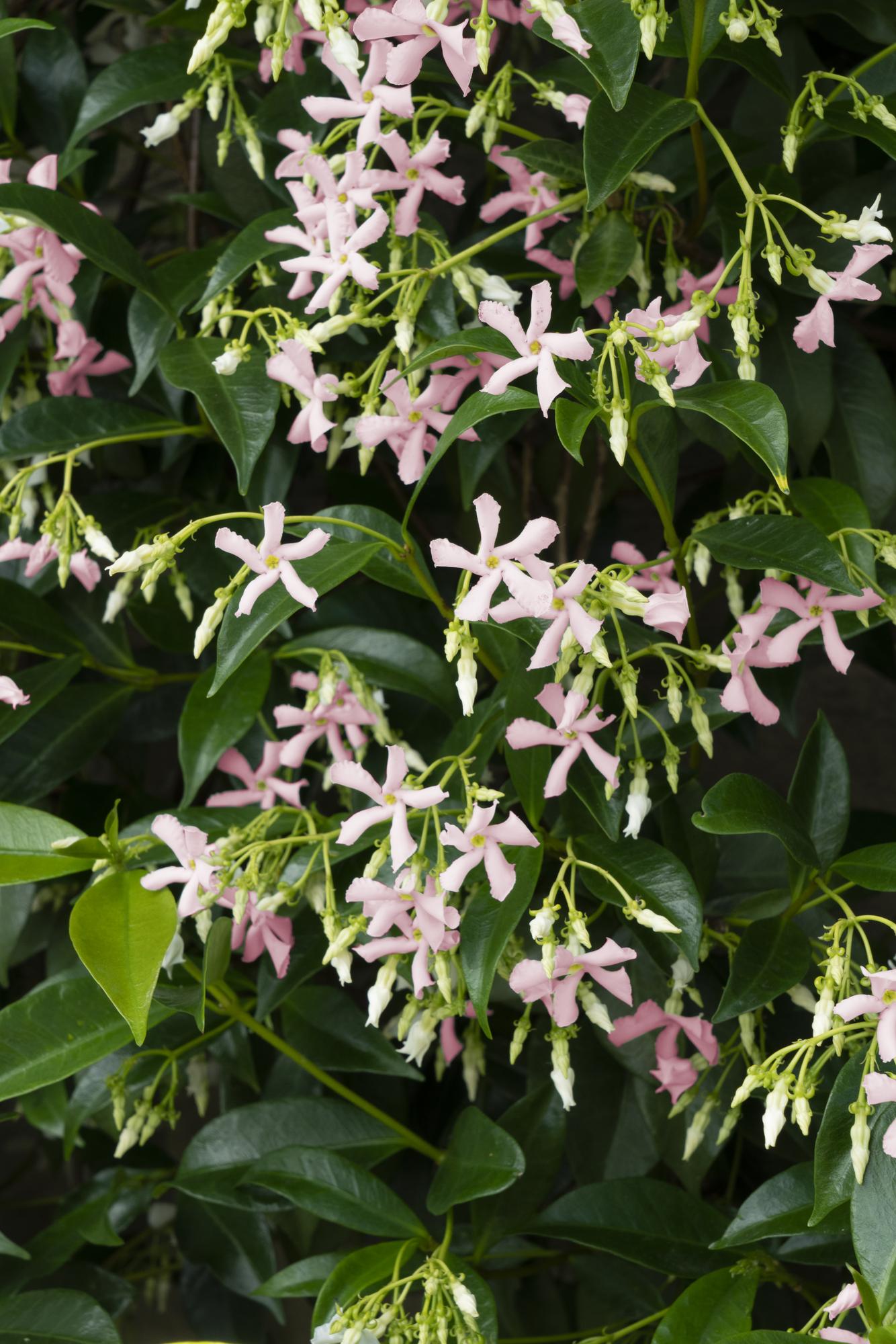 green-guardia-star-of-ibiza-toskanischer-jasmin-1-pflanze-15cm-rosa image 5
