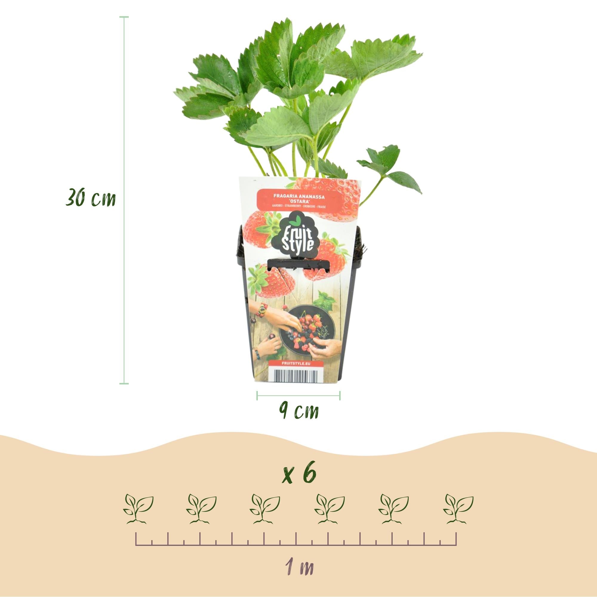 green-guardia-fragaria-elvira-erdbeerpflanze-3-pflanzen-9-cm image 2