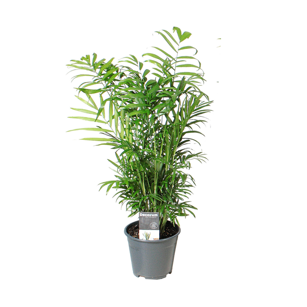 green-guardia-chamaedorea-elegans-bergpalme-40-cm-zimmerpflanze image 1
