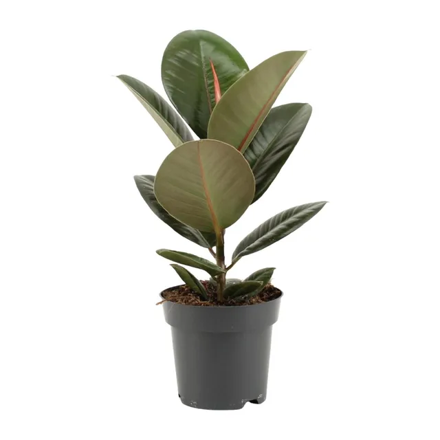 green-guardia-unsere-pflanzen-ficus-elastica-robusta-gummibaum-35-cm image 1