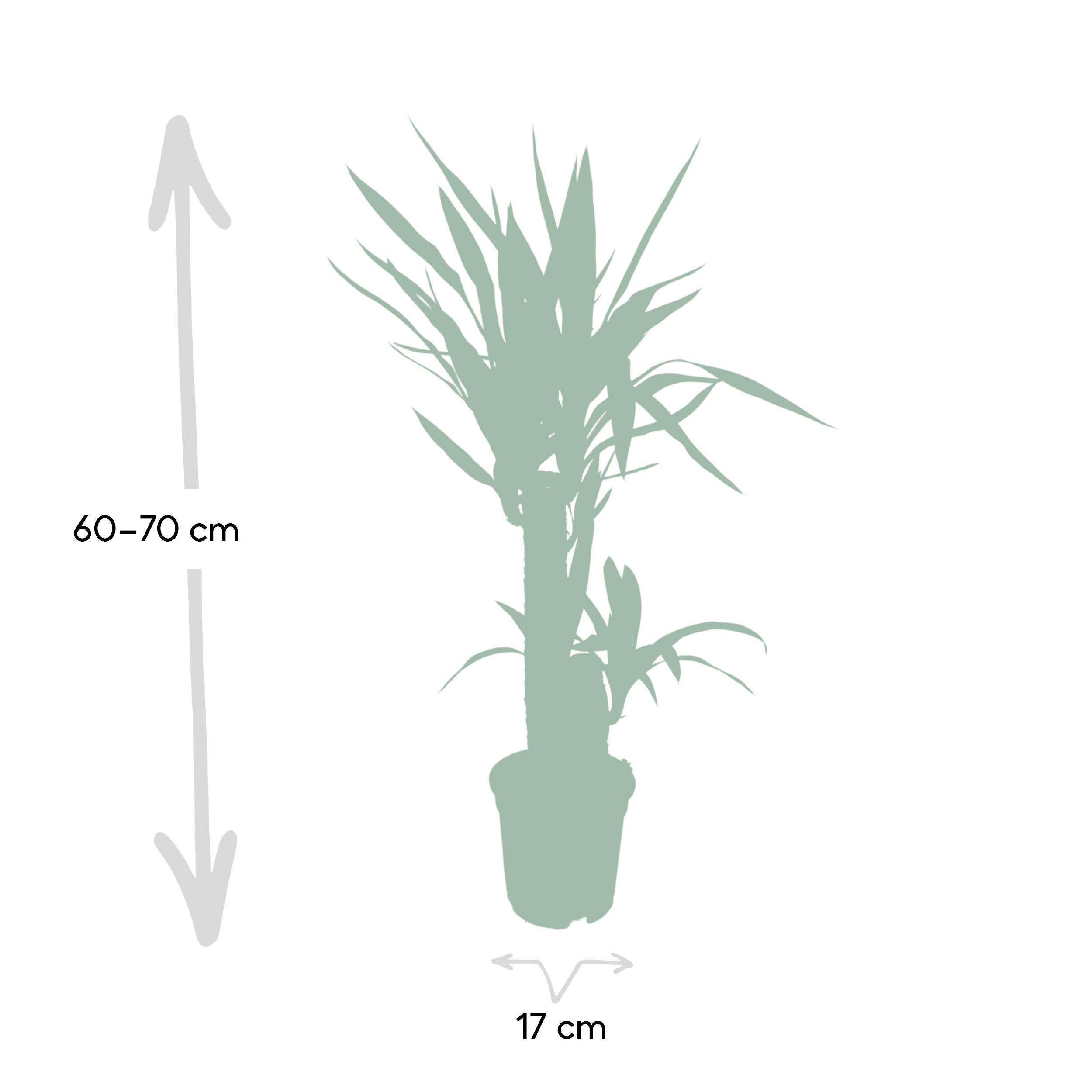 green-guardia-unsere-pflanzen-yucca-elephantipes-palmlilie-85-cm-17cm image 2