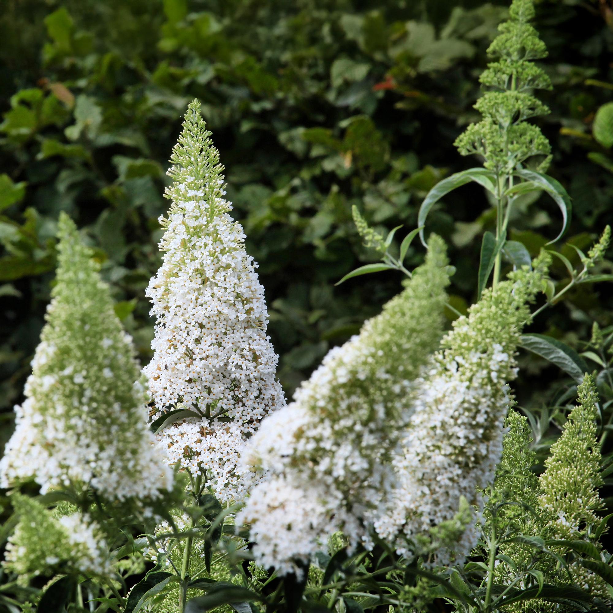 green-guardia-white-profusion-schmetterlingsstrauch-25cm image 4