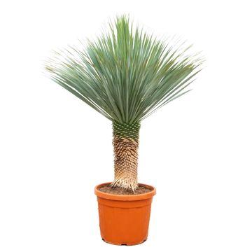 green-guardia-yucca-rostrata-blaue-palmlilie-140-160-cm-winterhart image 1