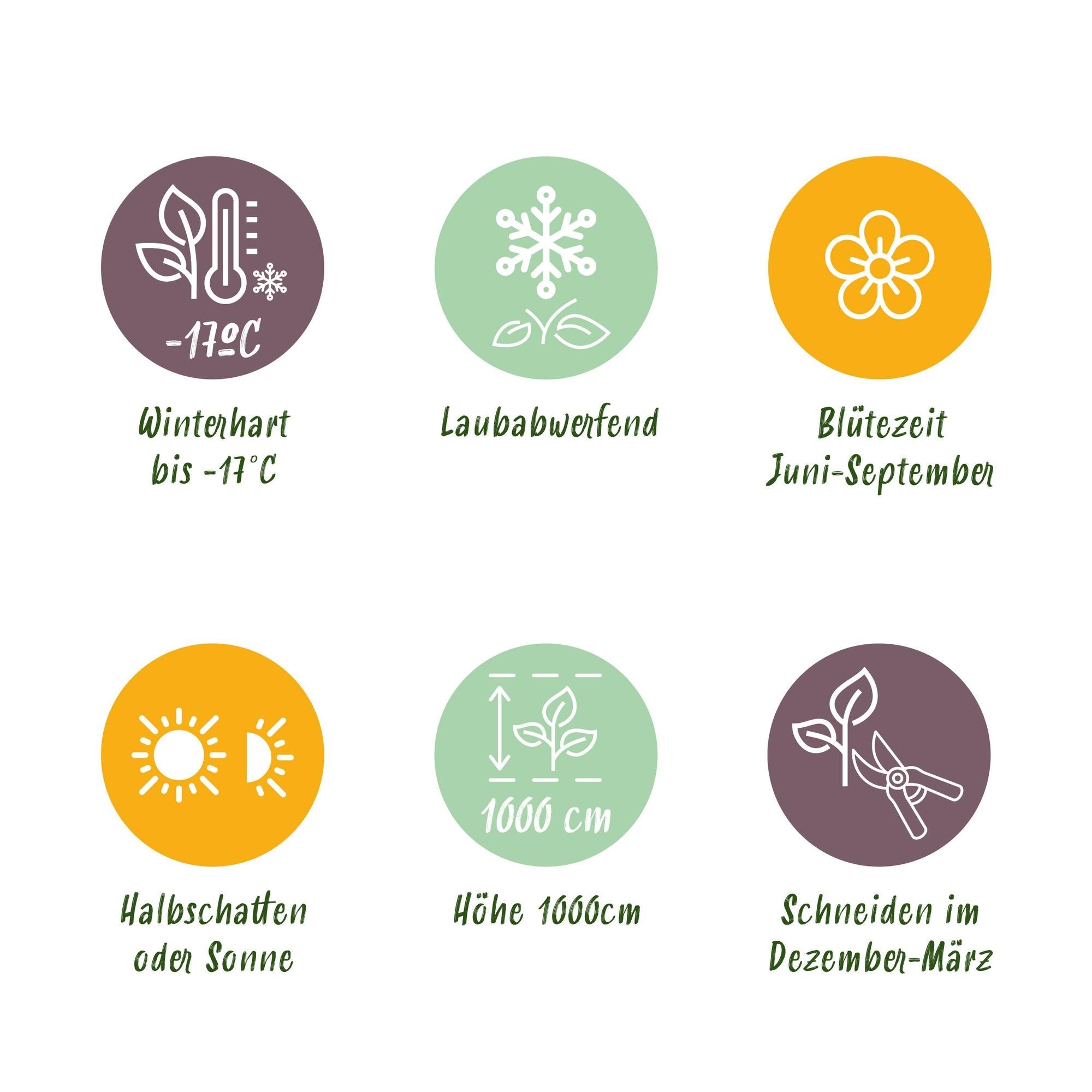 green-guardia-rosa-tricolour-kletterrose-3x-40-cm-mehrfarbig-duftend image 6
