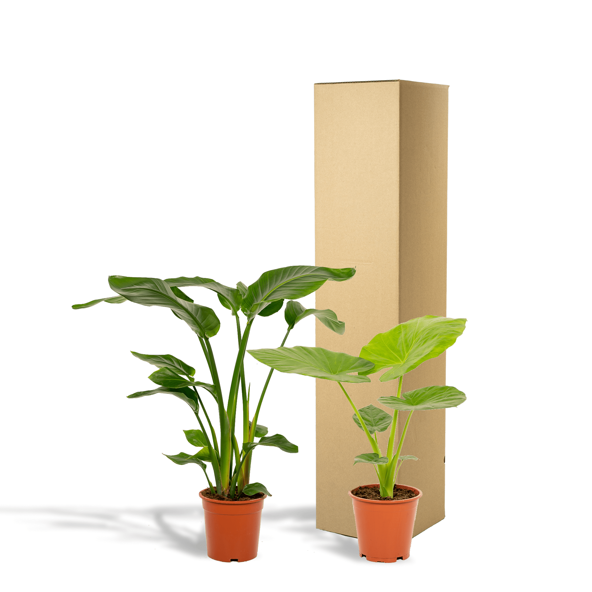 green-guardia-strelitzia-alocasia-zimmerpflanze-2-pflanzen image 4