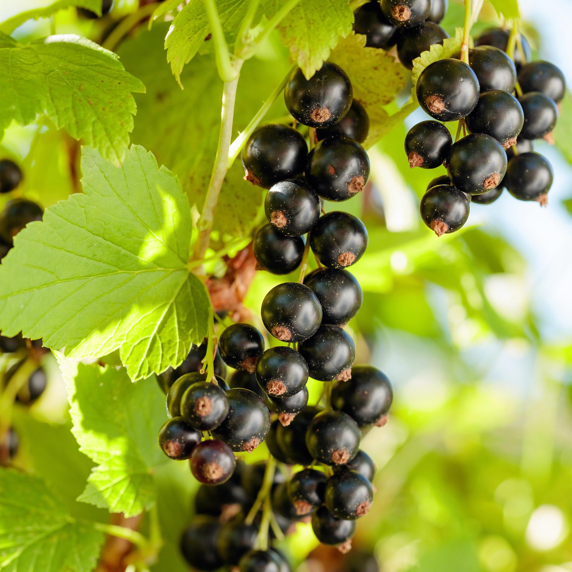 green-guardia-unsere-pflanzen-ribes-titania-johannisbeere-2x-40cm image 2