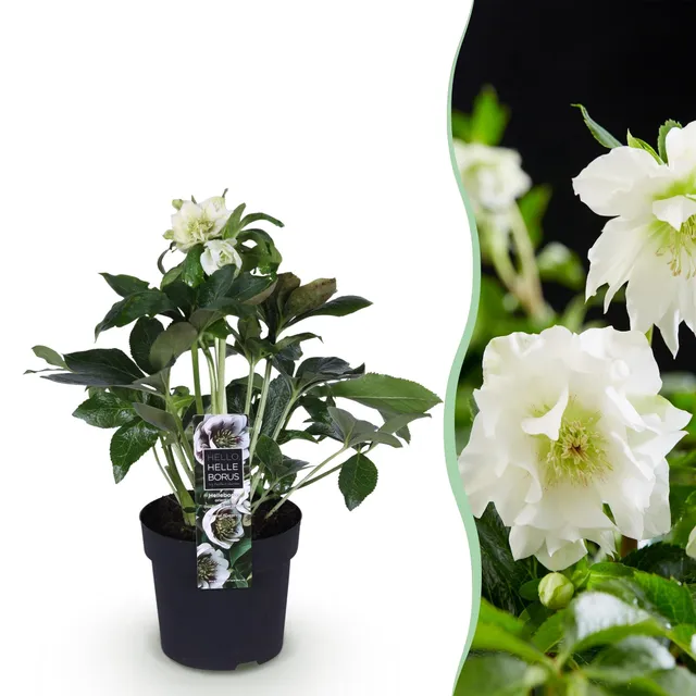 green-guardia-unsere-pflanzen-helleborus-double-ellen-white-14cm-topf image 1