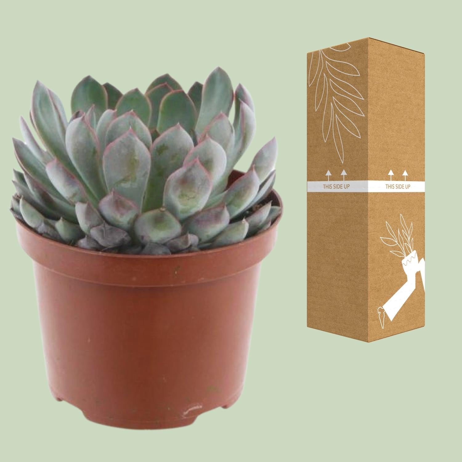 green-guardia-echeveria-pelisuda-sukkulente-17cm-topf image 3