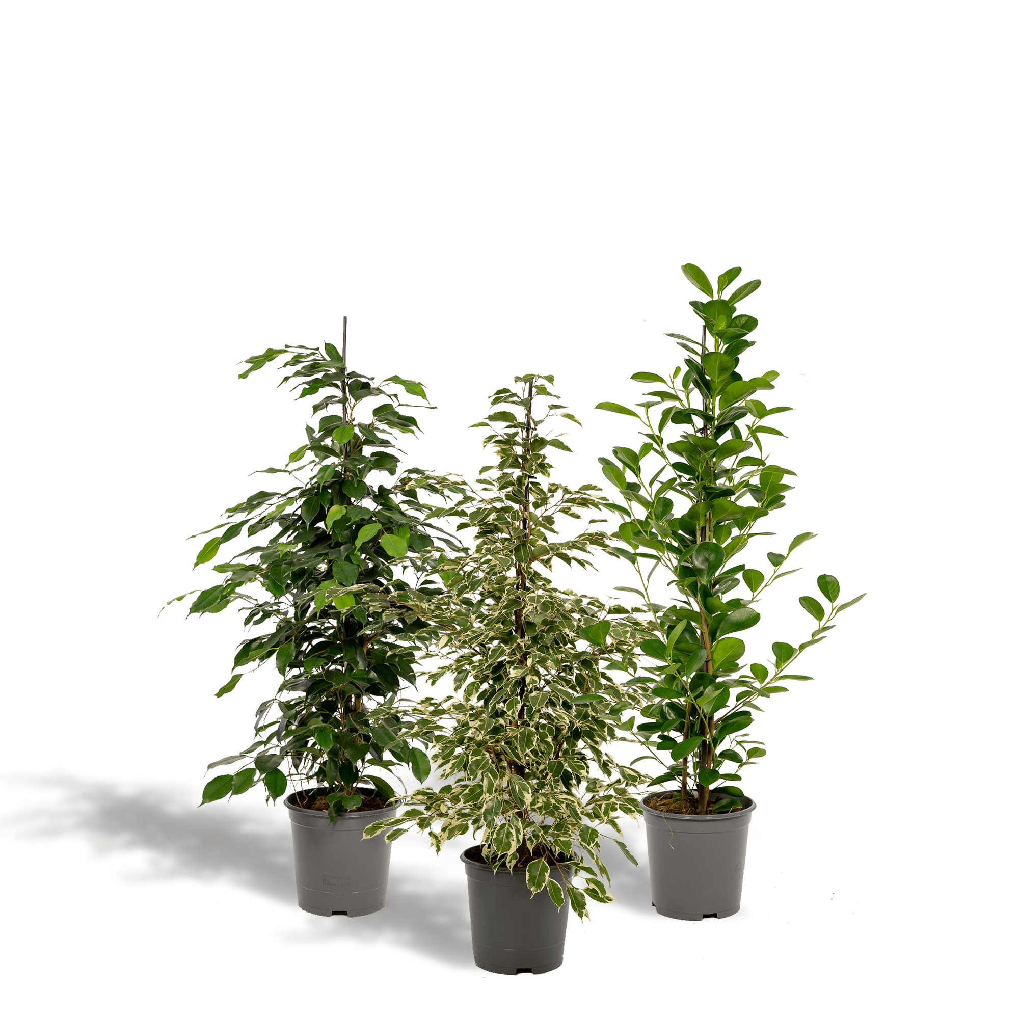 green-guardia-unsere-pflanzen-ficus-set-3-pflanzen-21cm-topf-95cm image 1