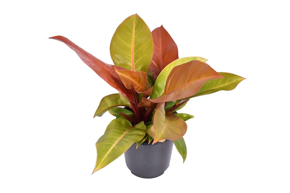 green-guardia-prince-of-orange-philodendron-zimmerpflanze-45-cm-pflegeleicht image 1