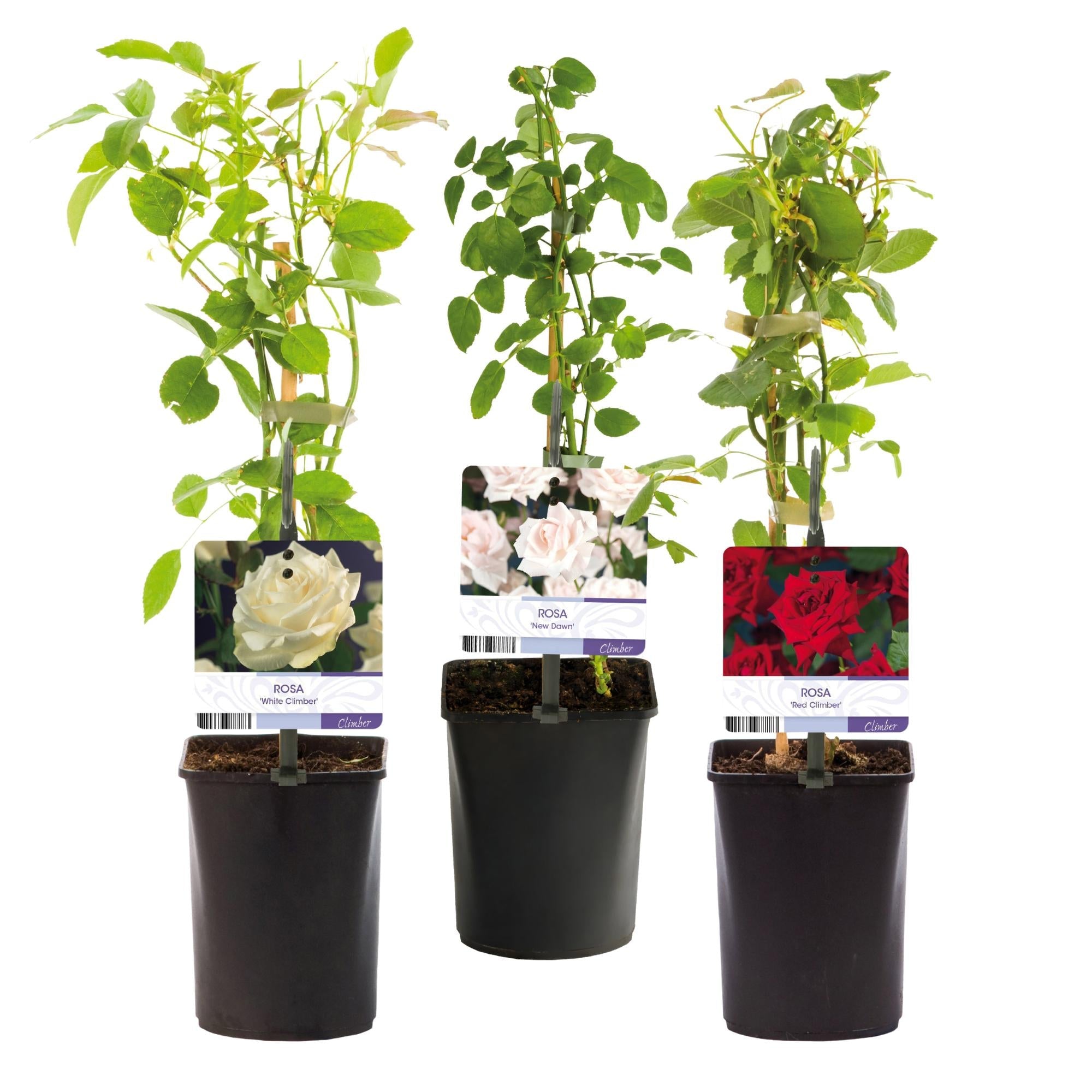 green-guardia-rosa-tricolour-kletterrose-3x-40-cm-mehrfarbig-duftend image 2