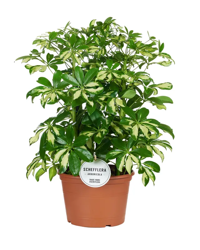 green-guardia-gerda-schefflera-strahlenaralie-35-cm-im-13-cm-topf image 1