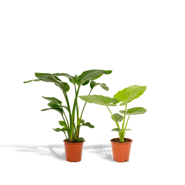 green-guardia-strelitzia-alocasia-zimmerpflanze-2-pflanzen image 1