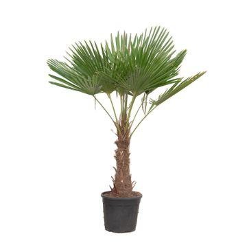 green-guardia-trachycarpus-hanfpalme-120-cm-winterhart-palme image 1
