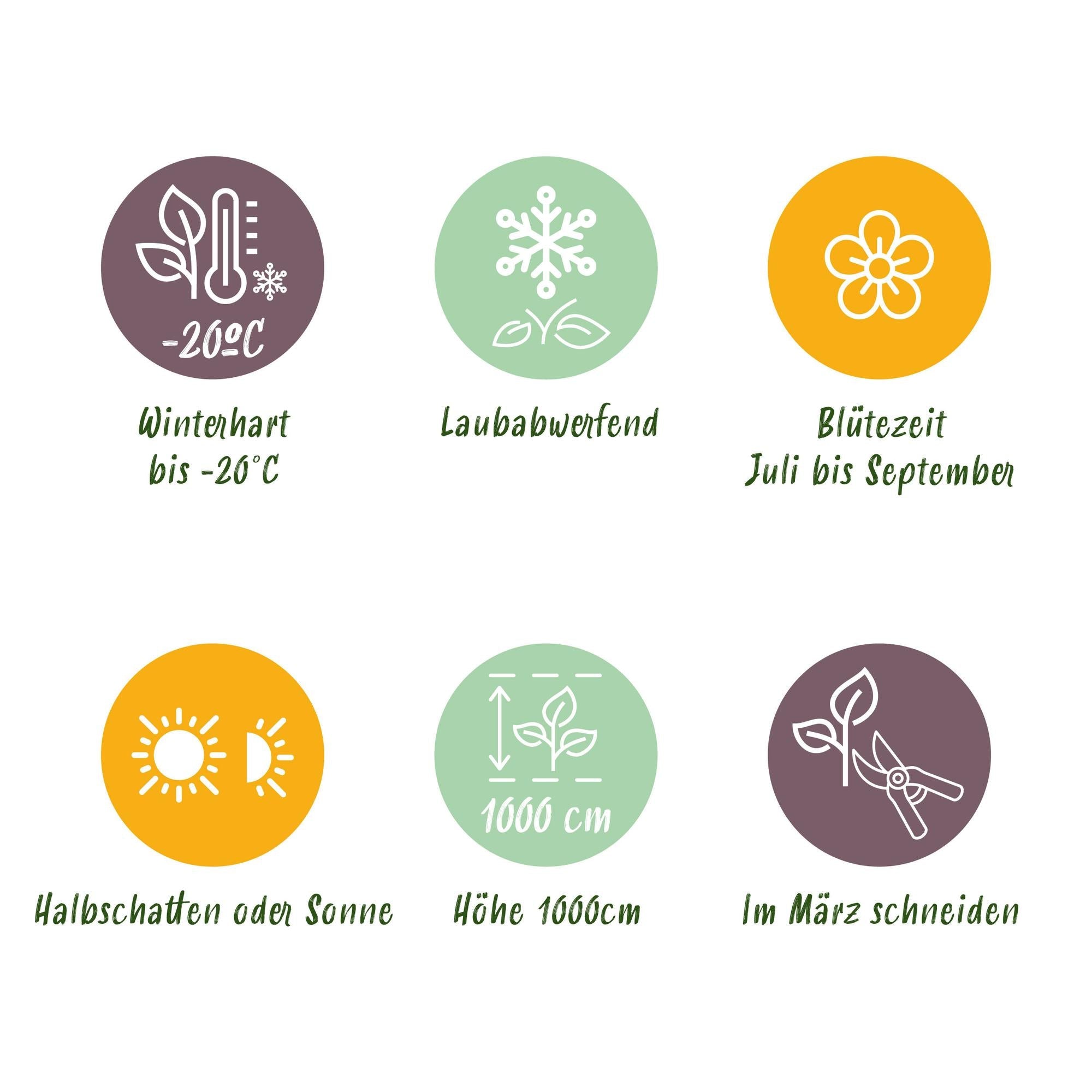 green-guardia-unsere-pflanzen-campsis-flava-trompetenblume-2-st-ck image 6