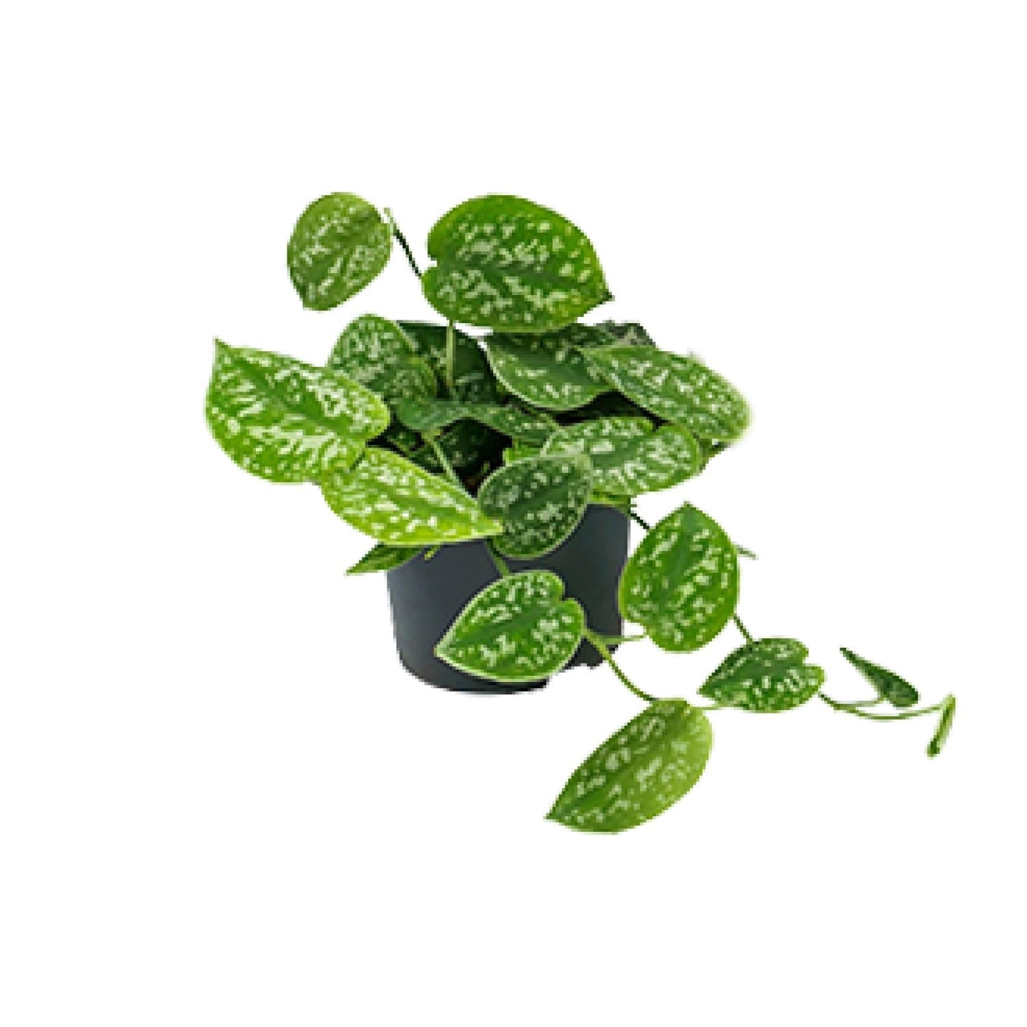 green-guardia-scindapsus-argyraeus-efeutute-15cm-topfpflanze image 1